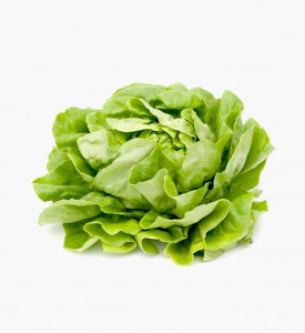 Fresh Cabbage